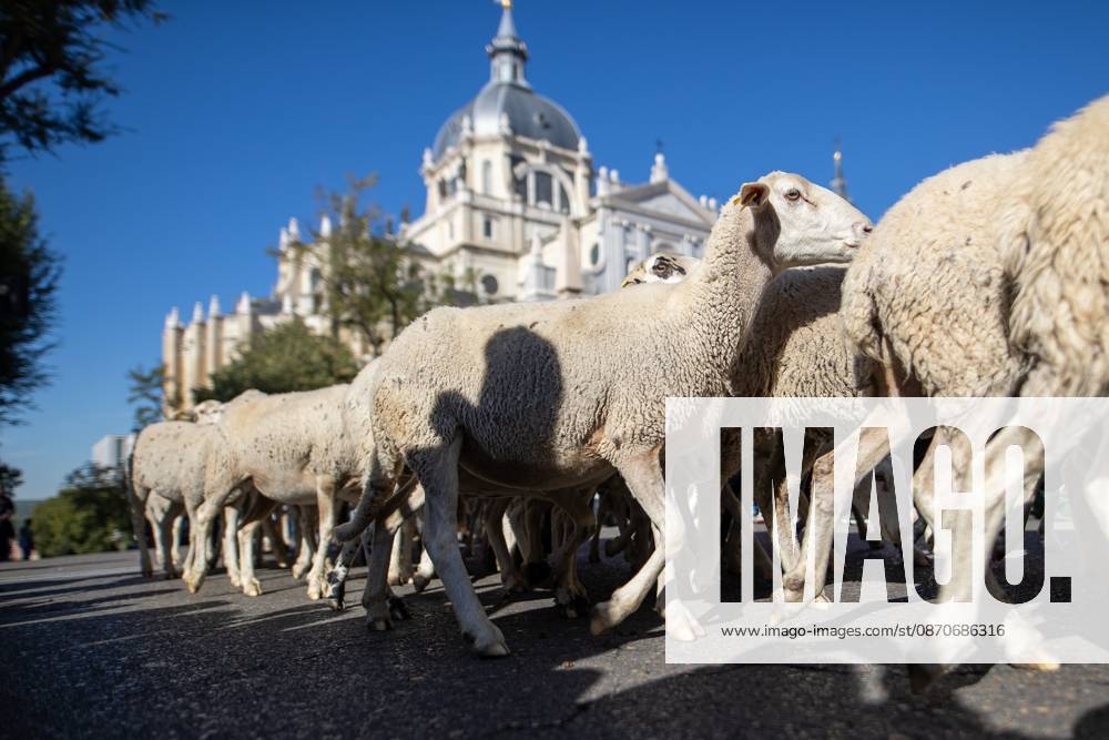 Hundreds of sheep and goats have made their way through the center of Madrid for the 33rd edition of the Transhumance Festival an event that, this year, coincides with the United Nations designation of 2026 as the International Year of Rangelands and Pastoralists. Madrid Spain - ZUMAs197 20261025_aaa_s197_046