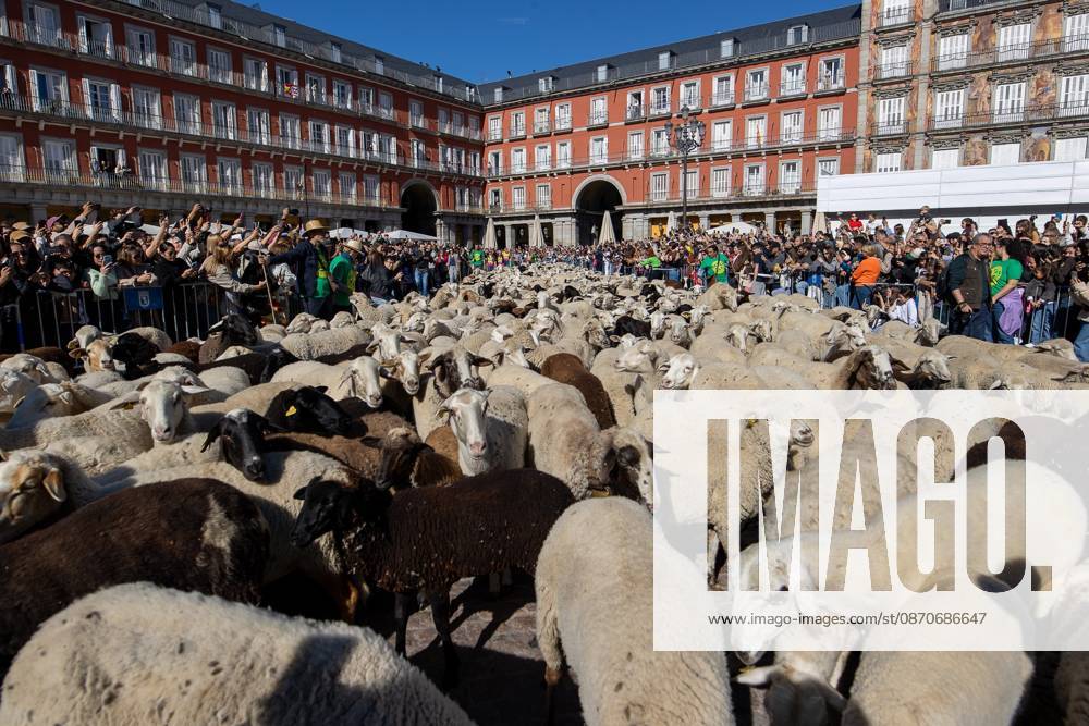 Hundreds of sheep and goats have made their way through the center of Madrid for the 33rd edition of the Transhumance Festival an event that, this year, coincides with the United Nations designation of 2026 as the International Year of Rangelands and Pastoralists. Madrid Spain - ZUMAs197 20261025_aaa_s197_049