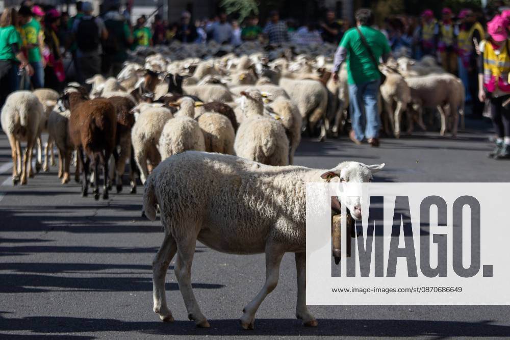 Hundreds of sheep and goats have made their way through the center of Madrid for the 33rd edition of the Transhumance Festival an event that, this year, coincides with the United Nations designation of 2026 as the International Year of Rangelands and Pastoralists. Madrid Spain - ZUMAs197 20261025_aaa_s197_050