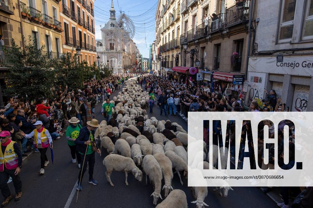 Hundreds of sheep and goats have made their way through the center of Madrid for the 33rd edition of the Transhumance Festival an event that, this year, coincides with the United Nations designation of 2026 as the International Year of Rangelands and Pastoralists. Madrid Spain - ZUMAs197 20261025_aaa_s197_051