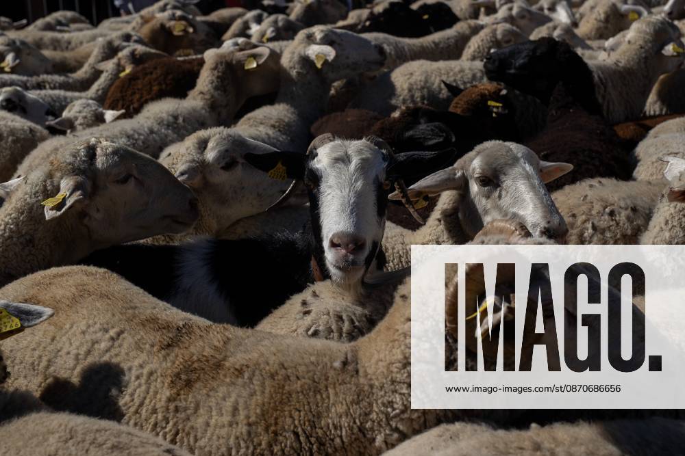 Hundreds of sheep and goats have made their way through the center of Madrid for the 33rd edition of the Transhumance Festival an event that, this year, coincides with the United Nations designation of 2026 as the International Year of Rangelands and Pastoralists. Madrid Spain - ZUMAs197 20261025_aaa_s197_052