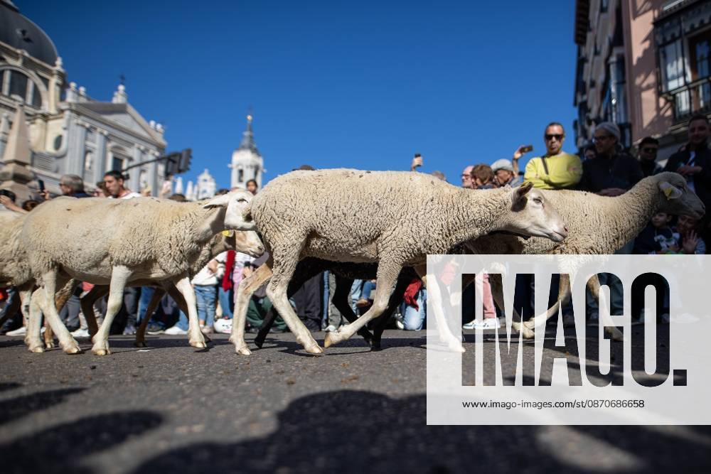 Hundreds of sheep and goats have made their way through the center of Madrid for the 33rd edition of the Transhumance Festival an event that, this year, coincides with the United Nations designation of 2026 as the International Year of Rangelands and Pastoralists. Madrid Spain - ZUMAs197 20261025_aaa_s197_053