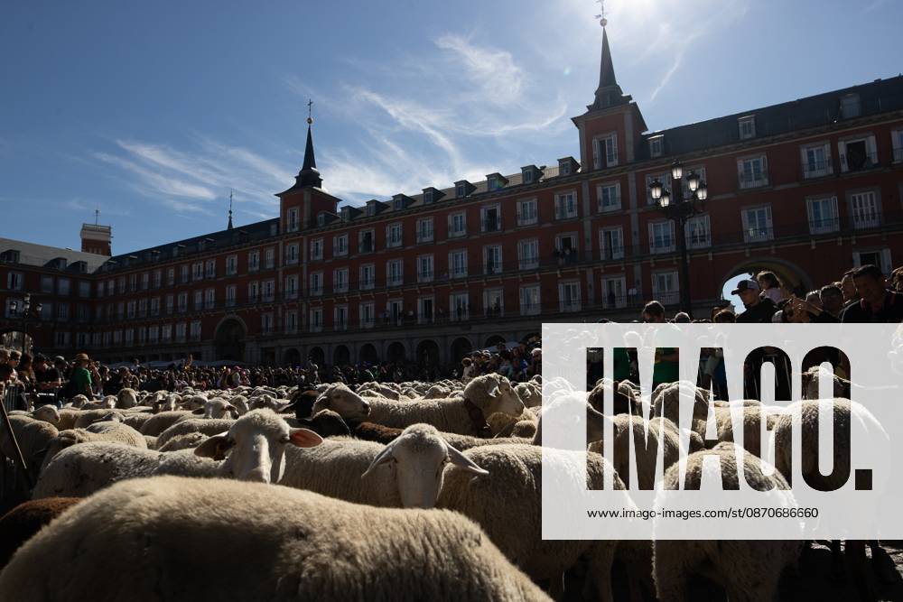 Hundreds of sheep and goats have made their way through the center of Madrid for the 33rd edition of the Transhumance Festival an event that, this year, coincides with the United Nations designation of 2026 as the International Year of Rangelands and Pastoralists. Madrid Spain - ZUMAs197 20261025_aaa_s197_054