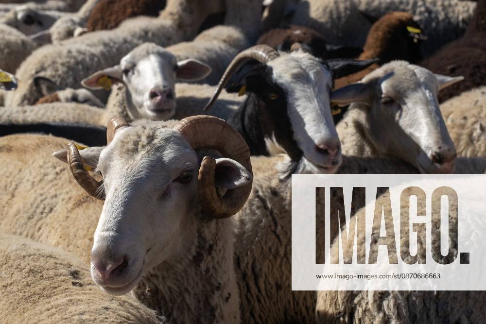 Hundreds of sheep and goats have made their way through the center of Madrid for the 33rd edition of the Transhumance Festival an event that, this year, coincides with the United Nations designation of 2026 as the International Year of Rangelands and Pastoralists. Madrid Spain - ZUMAs197 20261025_aaa_s197_055
