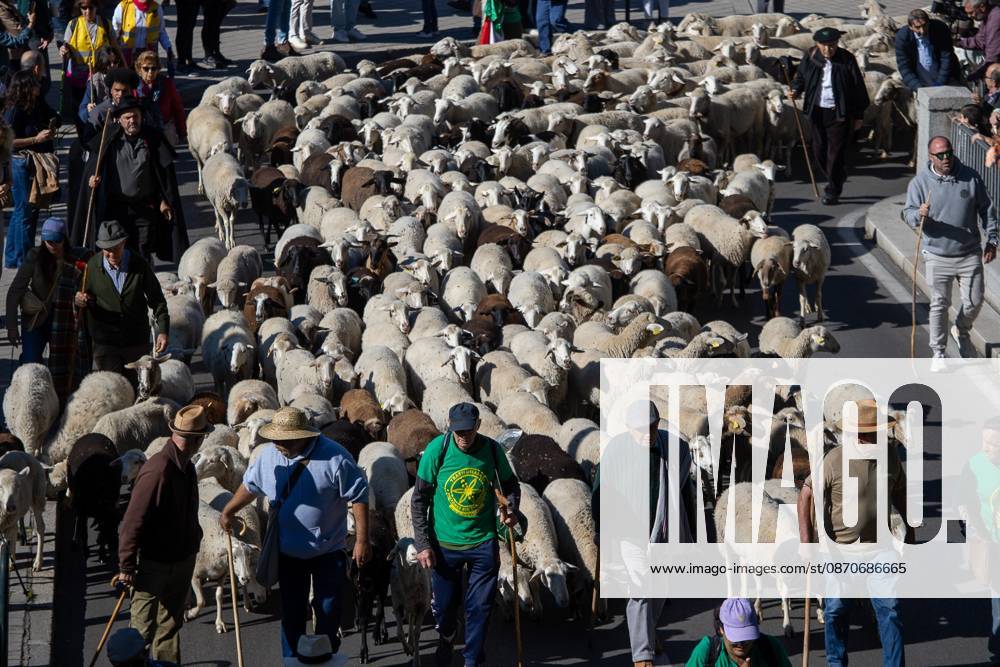 Hundreds of sheep and goats have made their way through the center of Madrid for the 33rd edition of the Transhumance Festival an event that, this year, coincides with the United Nations designation of 2026 as the International Year of Rangelands and Pastoralists. Madrid Spain - ZUMAs197 20261025_aaa_s197_056