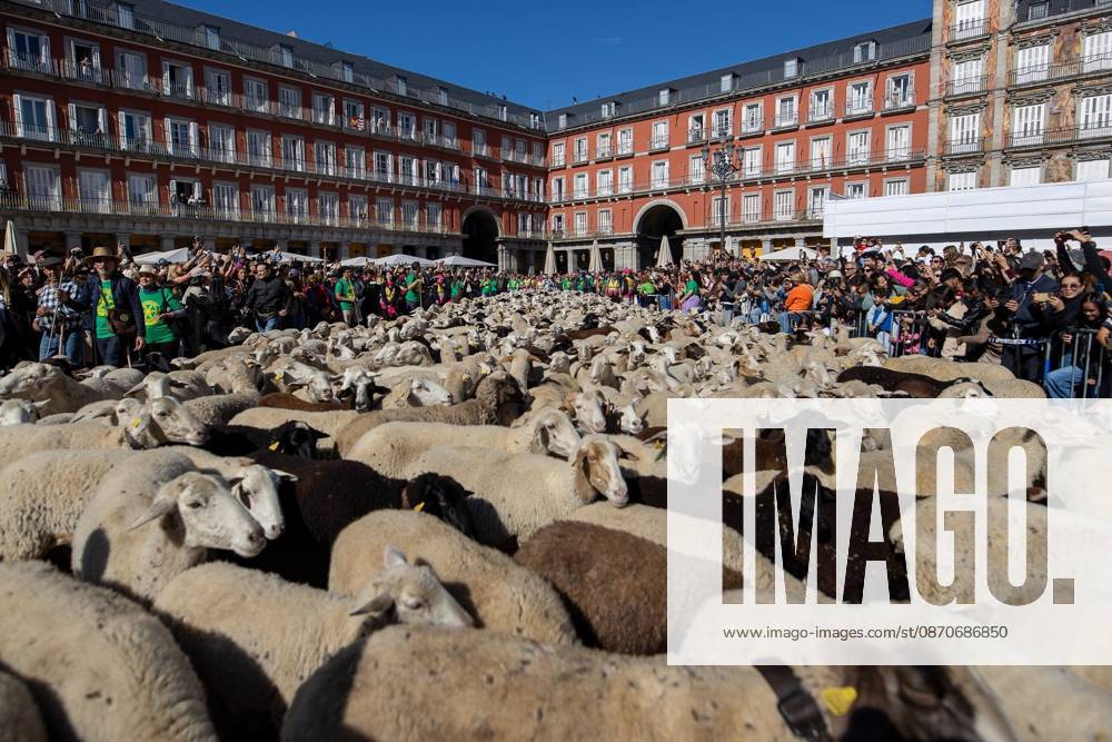 Transhumance Festival in Madrid MADRID, SPAIN OCTOBER 25, 2026: Hundreds of sheep and goats have made their way through the center of Madrid for the 33rd edition of the Transhumance Festival an event that, this year, coincides with the United Nations designation of 2026 as the International Year of Rangelands and Pastoralists. Madrid MADRID Spain
