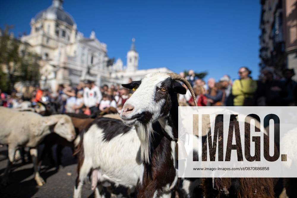 Transhumance Festival in Madrid MADRID, SPAIN OCTOBER 25, 2026: Hundreds of sheep and goats have made their way through the center of Madrid for the 33rd edition of the Transhumance Festival an event that, this year, coincides with the United Nations designation of 2026 as the International Year of Rangelands and Pastoralists. Madrid MADRID Spain