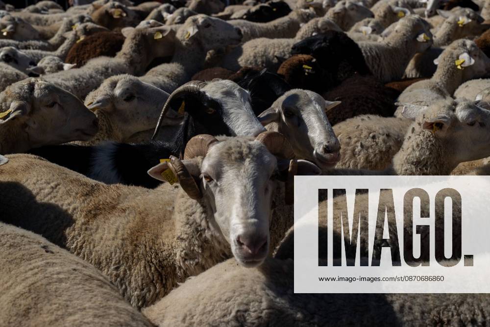 Transhumance Festival in Madrid MADRID, SPAIN OCTOBER 25, 2026: Hundreds of sheep and goats have made their way through the center of Madrid for the 33rd edition of the Transhumance Festival an event that, this year, coincides with the United Nations designation of 2026 as the International Year of Rangelands and Pastoralists. Madrid MADRID Spain