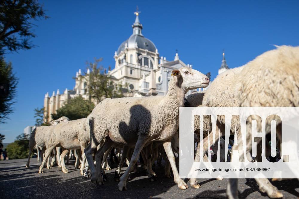 Transhumance Festival in Madrid MADRID, SPAIN OCTOBER 25, 2026: Hundreds of sheep and goats have made their way through the center of Madrid for the 33rd edition of the Transhumance Festival an event that, this year, coincides with the United Nations designation of 2026 as the International Year of Rangelands and Pastoralists. Madrid MADRID Spain