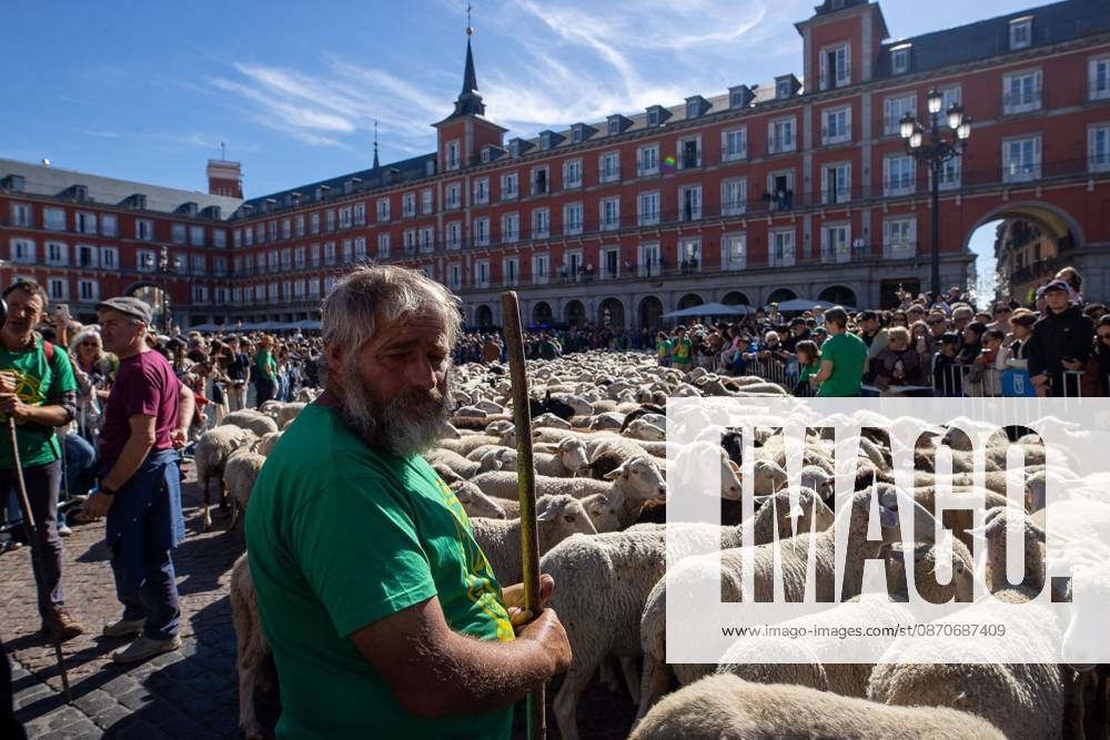 MADRID, SPAIN OCTOBER 25, 2026: Hundreds of sheep and goats have made their way through the center of Madrid for the 33rd edition of the Transhumance Festival an event that, this year, coincides with the United Nations designation of 2026 as the International Year of Rangelands and Pastoralists. Madrid Spain - ZUMAq101 20261025_zna_q101_078