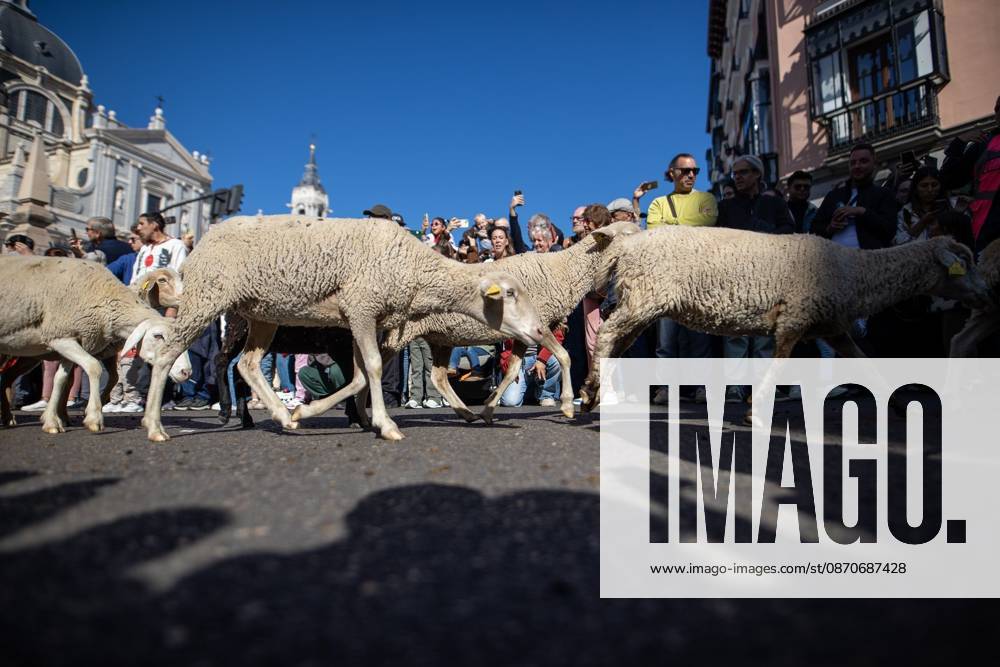 MADRID, SPAIN OCTOBER 25, 2026: Hundreds of sheep and goats have made their way through the center of Madrid for the 33rd edition of the Transhumance Festival an event that, this year, coincides with the United Nations designation of 2026 as the International Year of Rangelands and Pastoralists. Madrid Spain - ZUMAq101 20261025_zna_q101_081