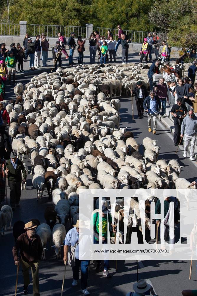 MADRID, SPAIN OCTOBER 25, 2026: Hundreds of sheep and goats have made their way through the center of Madrid for the 33rd edition of the Transhumance Festival an event that, this year, coincides with the United Nations designation of 2026 as the International Year of Rangelands and Pastoralists. Madrid Spain - ZUMAq101 20261025_zna_q101_085