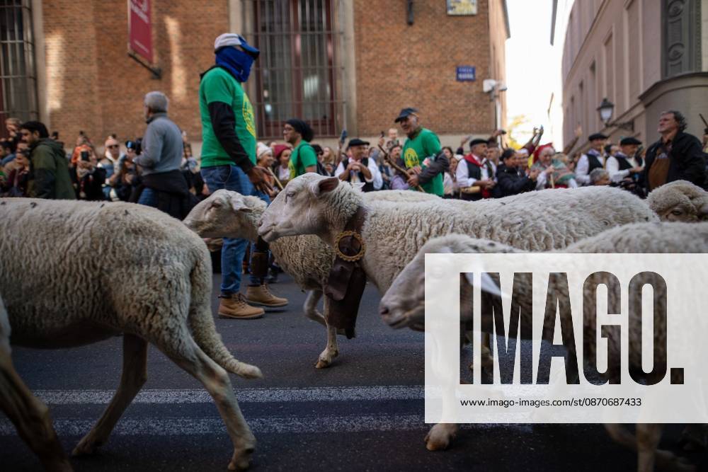 MADRID, SPAIN OCTOBER 25, 2026: Hundreds of sheep and goats have made their way through the center of Madrid for the 33rd edition of the Transhumance Festival an event that, this year, coincides with the United Nations designation of 2026 as the International Year of Rangelands and Pastoralists. Madrid Spain - ZUMAq101 20261025_zna_q101_086