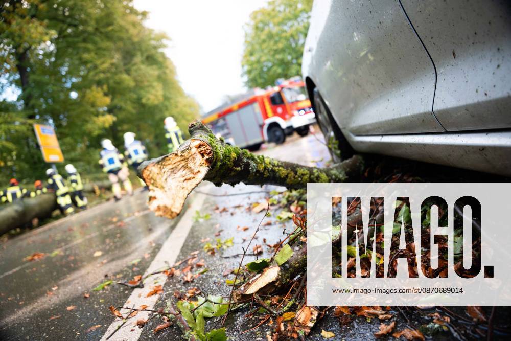 Baumsturz in Schwerte: 80 Zentimeter dicker Baum kracht vor fahrendes Auto – Insassen entgehen nur knapp einer Katastrophe 7aIMG: 0578226 Baumsturz in Schwerte: 80 Zentimeter dicker Baum kracht vor fahrendes Auto – Insassen entgehen nur knapp einer KatastropheNordrhein-Westfalen, Schwerte, Deutschland