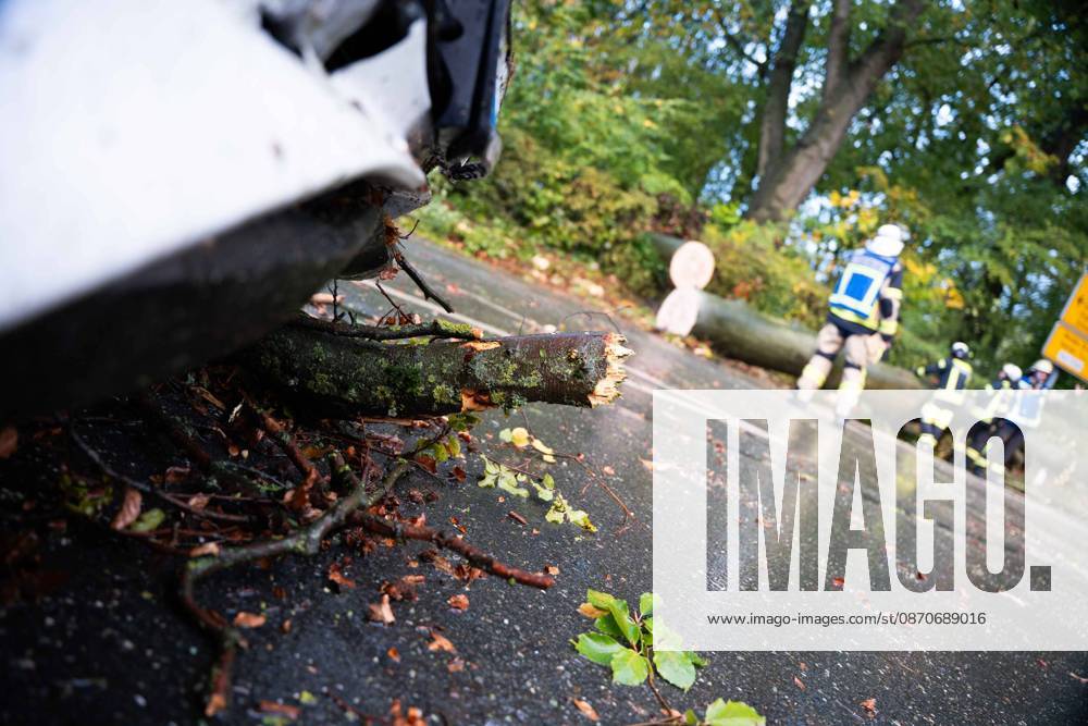 Baumsturz in Schwerte: 80 Zentimeter dicker Baum kracht vor fahrendes Auto – Insassen entgehen nur knapp einer Katastrophe 7aIMG: 0578227 Baumsturz in Schwerte: 80 Zentimeter dicker Baum kracht vor fahrendes Auto – Insassen entgehen nur knapp einer KatastropheNordrhein-Westfalen, Schwerte, Deutschland