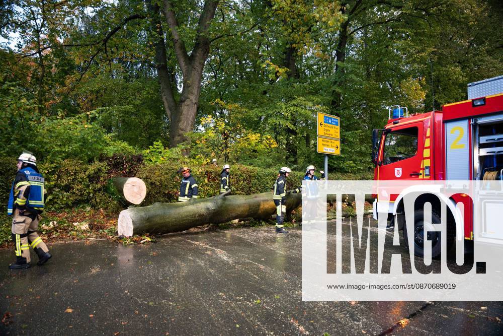 Baumsturz in Schwerte: 80 Zentimeter dicker Baum kracht vor fahrendes Auto – Insassen entgehen nur knapp einer Katastrophe 7aIMG: 0578229 Baumsturz in Schwerte: 80 Zentimeter dicker Baum kracht vor fahrendes Auto – Insassen entgehen nur knapp einer KatastropheNordrhein-Westfalen, Schwerte, Deutschland