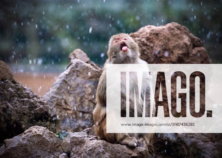 (181209) -- NANJING, Dec. 9, 2018 (Xinhua) -- A macaque has fun in snow at Hongshan Forest Zoo in Nanjing, capital city of east China s Jiangsu Province, Dec. 9, 2018. (Xinhua Su Yang)(mp) CHINA-NANJING-MACAQUE-SNOW (CN)