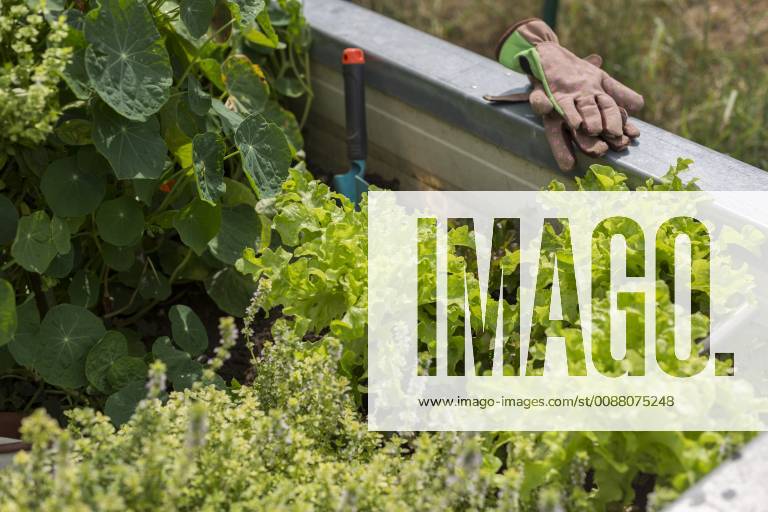 Vegetable growing in raised bed model released Symbolfoto JUNF01451