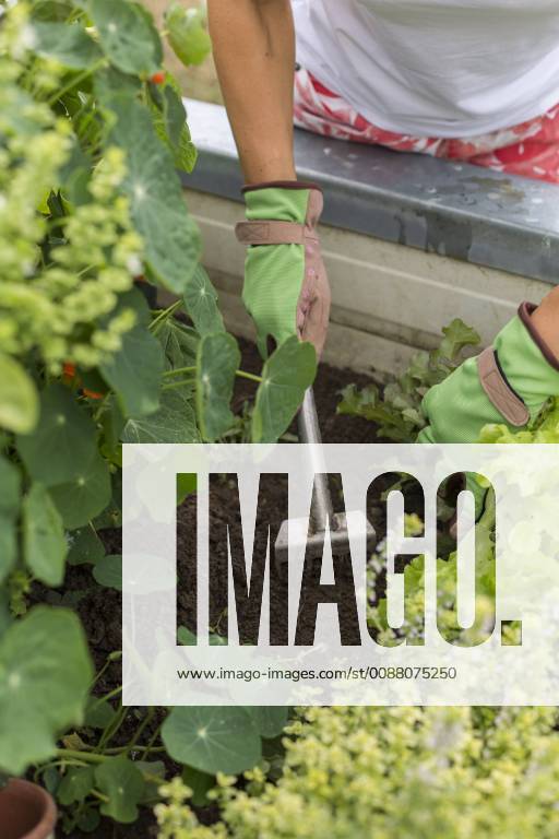 Close-up of woman gardening at raised bed model released Symbolfoto JUNF01466