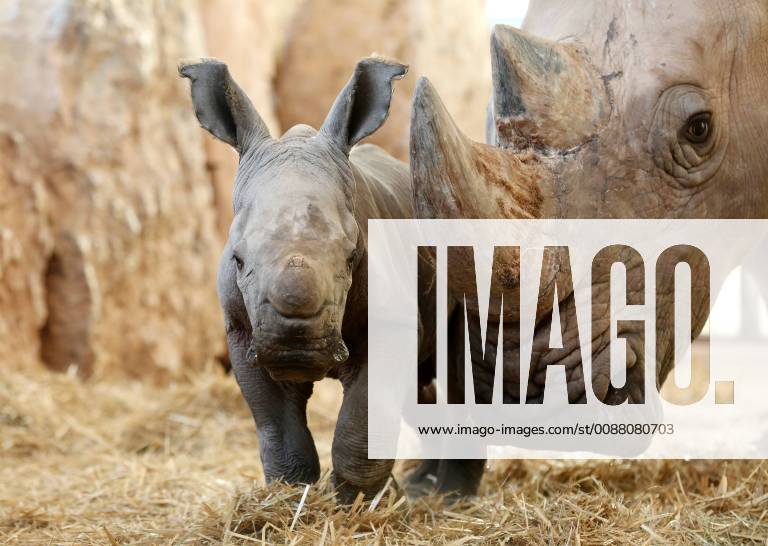 Thüringer Zoo 03.01.2019, Erfurt ,Thüringer Zoopark , Nashornkuh Marcita hat am 29.12.2018 Nachwuchs bekommen, der kleine Nashornbulle lebt sich gut ein