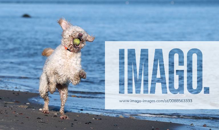 Winterimpressionen am Strand, Hund tobt in den Wintersonnenstrahlen am Brodener Ufer Travemuende