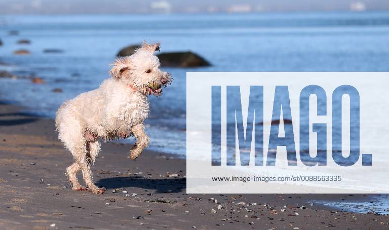 Winterimpressionen am Strand, Hund tobt in den Wintersonnenstrahlen am Brodener Ufer Travemuende