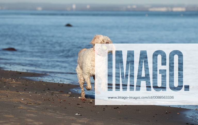 Winterimpressionen am Strand, Hund tobt in den Wintersonnenstrahlen am Brodener Ufer Travemuende