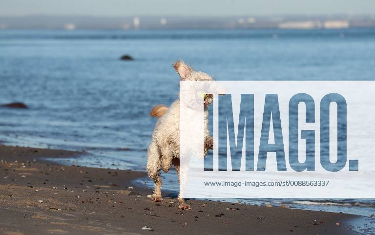 Winterimpressionen am Strand, Hund tobt in den Wintersonnenstrahlen am Brodener Ufer Travemuende