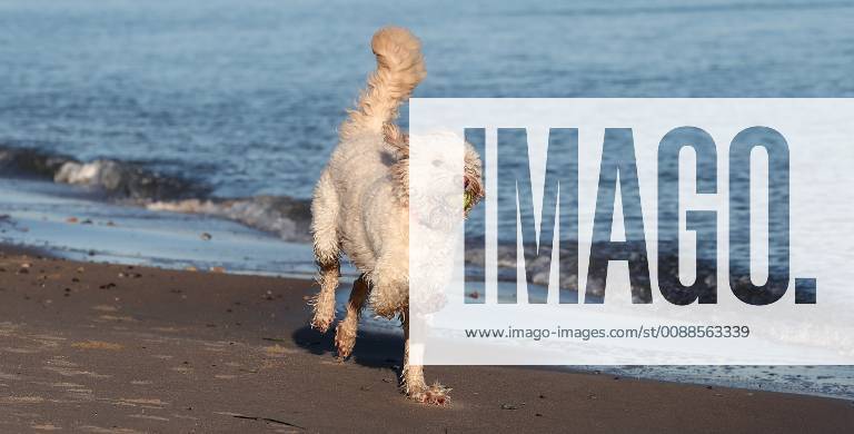 Winterimpressionen am Strand, Hund tobt in den Wintersonnenstrahlen am Brodener Ufer Travemuende