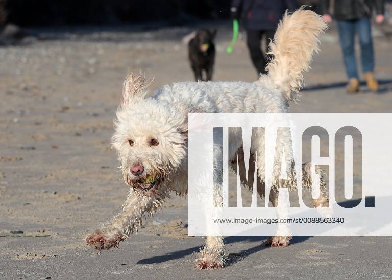 Winterimpressionen am Strand, Hund tobt in der Wintersonne am Brodener Ufer Travemuende