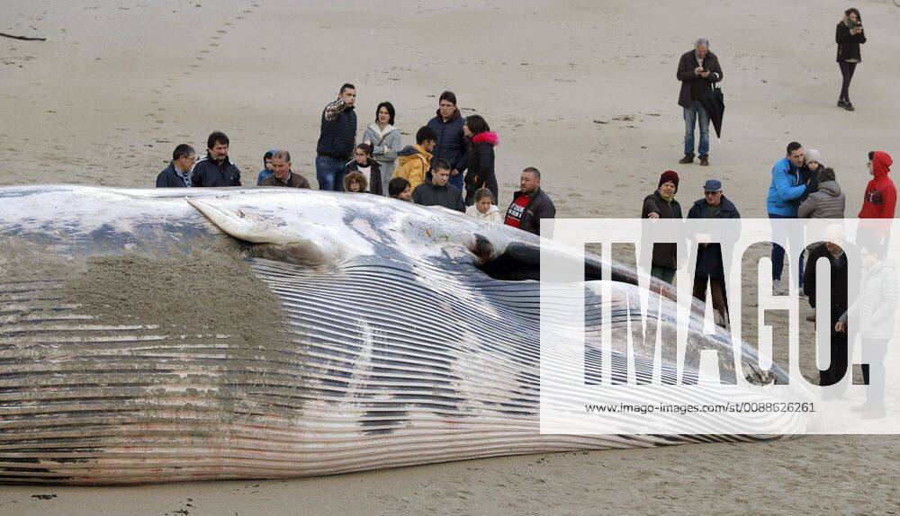 Several people looks at a 17-meters long dead whale on Balares Beach, in the village of Ponteceso, A Coruna, Galicia, northwestern Spain, 20 January 2019. Several residents went to the beach to see the canvass, which were found out a day before. A dead whale appears on Balares beach !ACHTUNG: NUR REDAKTIONELLE NUTZUNG!
