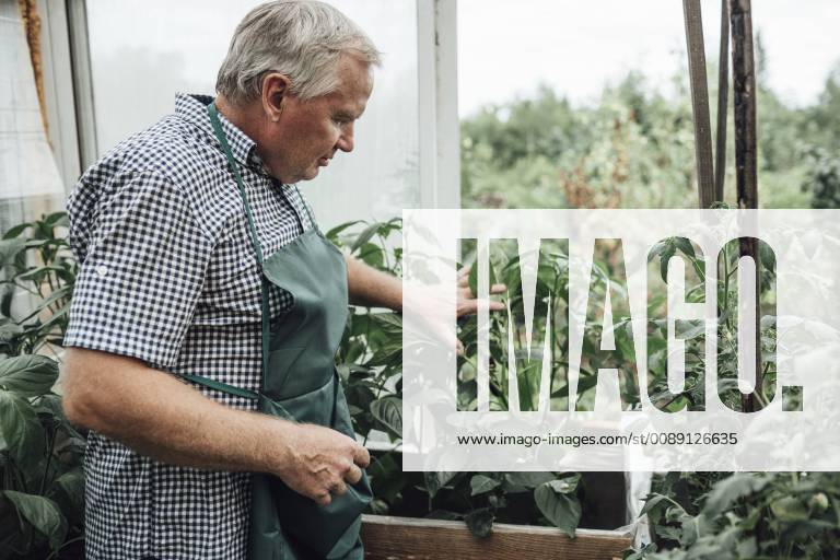 Mature man, gardener in greenhouse model released Symbolfoto property released VPIF01107