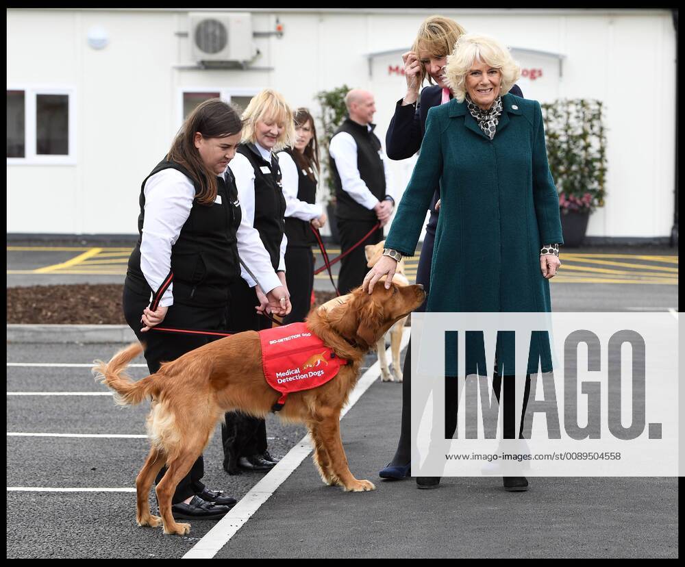 . 20 02 2019. Great Horwood, United Kingdom. Duchess of Cornwall opens Medical Detection Dog s new centre. Camilla, The Duchess of Cornwall, Patron of the Medical Detection Dogs, open s the Medical Detection Dog s new centre in Great Horwood, Milton Keynes. xAndrewxParsonsx xi-Imagesx IIM-19315-0006