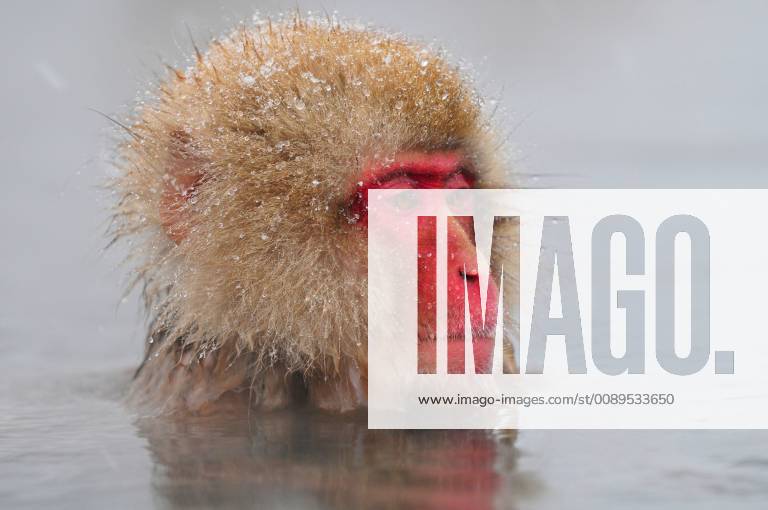Schneeaffe, Schnee-Affe, Japanmakak, Japanmakake, Japan-Makak, Japanmakake, Japan-Makake, Rotgesichtsmakak, Rotgesichts-Makak, Rotgesichts-Makake, Rotgesichtsmakake (Macaca fuscata), badend in einer heissen Quelle im Winter, Portraet, Japan, Hokkaido Japanese macaque, snow monkey (Macaca fuscata), bathing in a hot spring in winter, portrait, Japan, Hokkaido BLWS518322