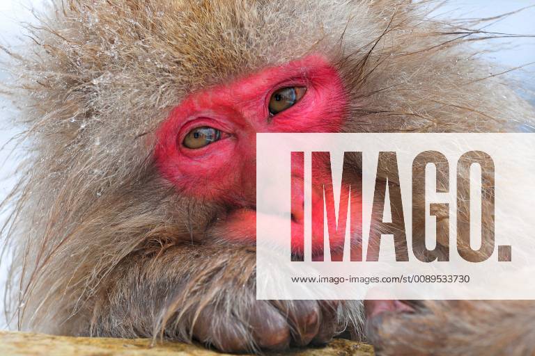Schneeaffe, Schnee-Affe, Japanmakak, Japanmakake, Japan-Makak, Japanmakake, Japan-Makake, Rotgesichtsmakak, Rotgesichts-Makak, Rotgesichts-Makake, Rotgesichtsmakake (Macaca fuscata), badend in einer heissen Quelle im Winter, Portraet, Japan, Hokkaido Japanese macaque, snow monkey (Macaca fuscata), bathing in a hot spring in winter, portrait, Japan, Hokkaido BLWS518314