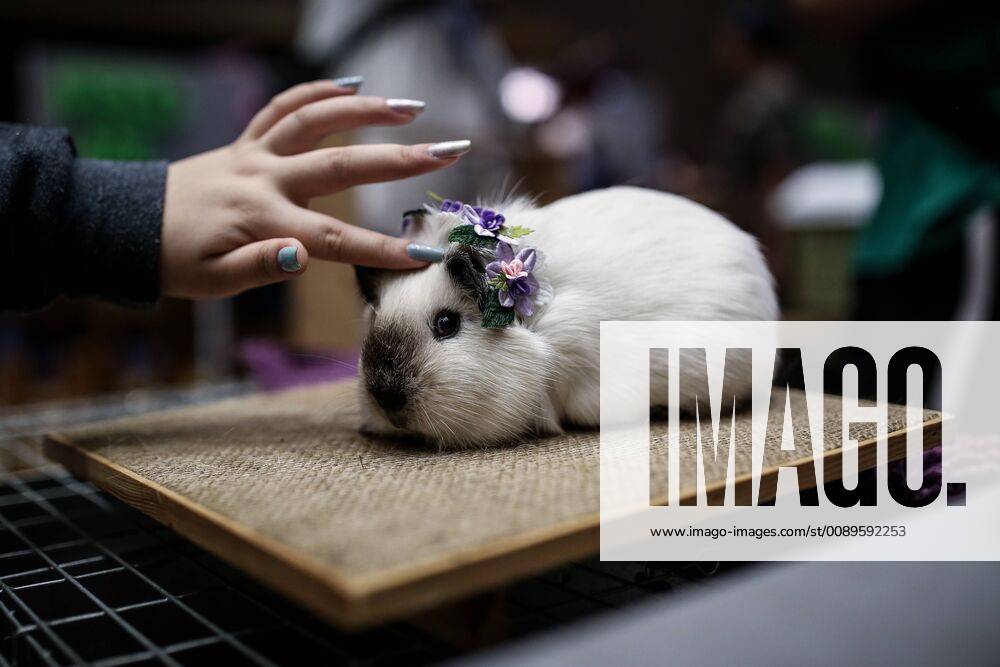 Jakarta, Indonesia - A woman caresses a rabbit during a pet show at Jakarta, Indonesia on February 23, 2019. Jakarta Indonesia - ZUMAn230 20190223_zaa_n230_067