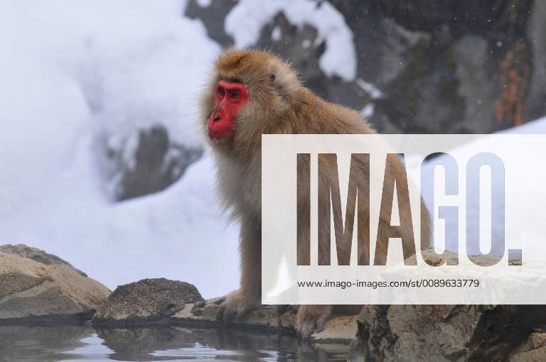 Schneeaffe, Schnee-Affe, Japanmakak, Japanmakake, Japan-Makak, Japanmakake, Japan-Makake, Rotgesichtsmakak, Rotgesichts-Makak, Rotgesichts-Makake, Rotgesichtsmakake (Macaca fuscata), sitzt am Gewaesserrand einer heissen Quelle, Seitenansicht, Japan, Hokkaido Japanese macaque, snow monkey (Macaca fuscata), sitting at the waterside of a warm spring, side view, Japan, Hokkaido BLWS518319