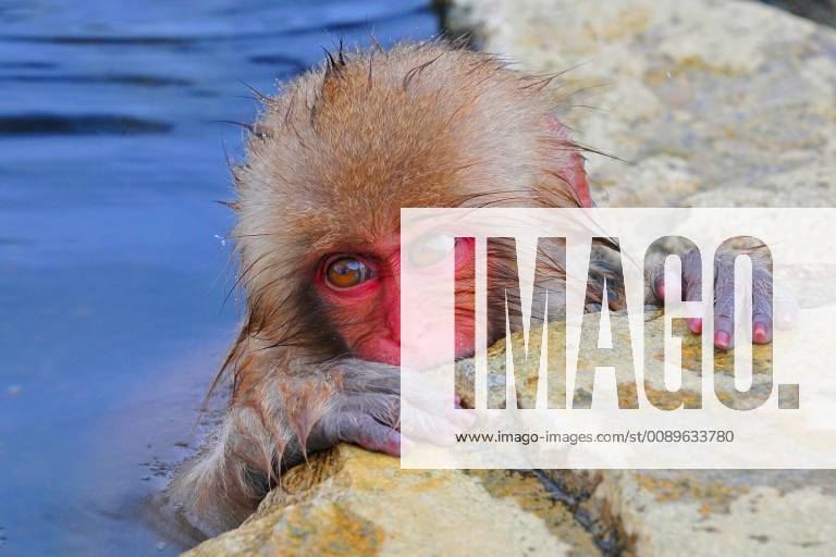 Schneeaffe, Schnee-Affe, Japanmakak, Japanmakake, Japan-Makak, Japanmakake, Japan-Makake, Rotgesichtsmakak, Rotgesichts-Makak, Rotgesichts-Makake, Rotgesichtsmakake (Macaca fuscata), Aeffchen badet in einer heissen Quelle, Vorderansicht, Japan, Hokkaido Japanese macaque, snow monkey (Macaca fuscata), little monkey bathing in a warm spring, front view, Japan, Hokkaido BLWS518320