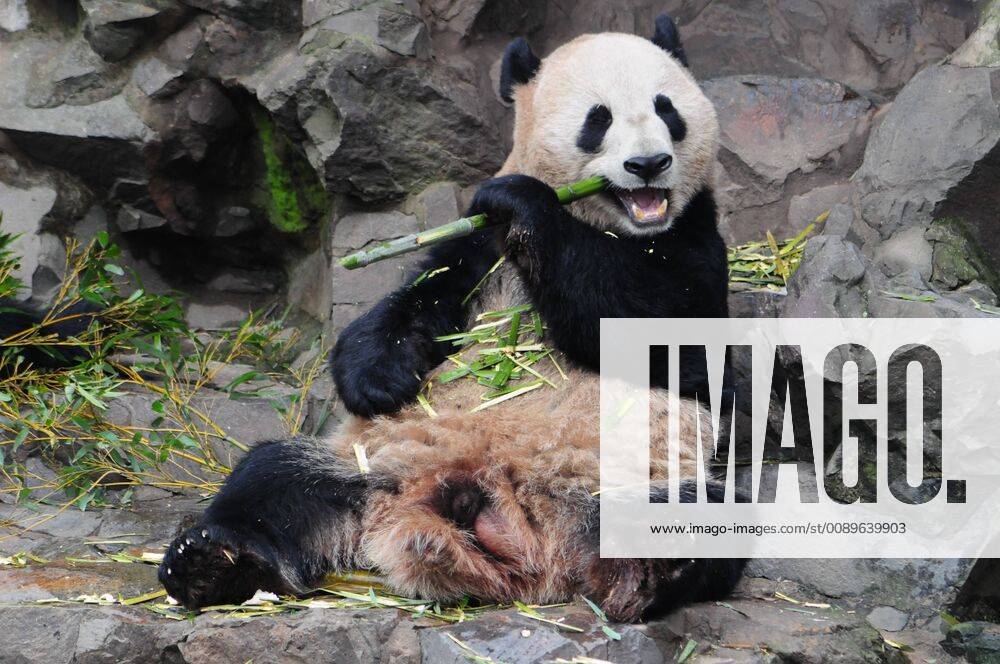 Hangzhou, Hangzhou, China - Hangzhou, CHINA-Two giant pandas enjoy bamboo at Hangzhou Zoo in Hangzhou ,east Chinaâ€⠢s Zhejiang Province. Hangzhou China - ZUMAs145 20190225_zaa_s145_519