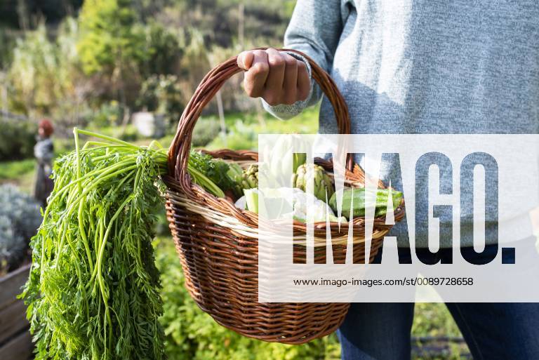 IMAGO Creative: Landleben - Essen Woman standing in the field, carrying a vegetable crate model released Symbolfoto property released GEMF02819