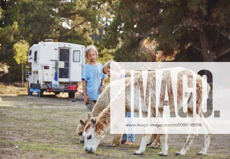 Chile, Vina del Mar, two boys stroking llamas in front of a camper in the forest model released Symbolfoto property released SSCF00093
