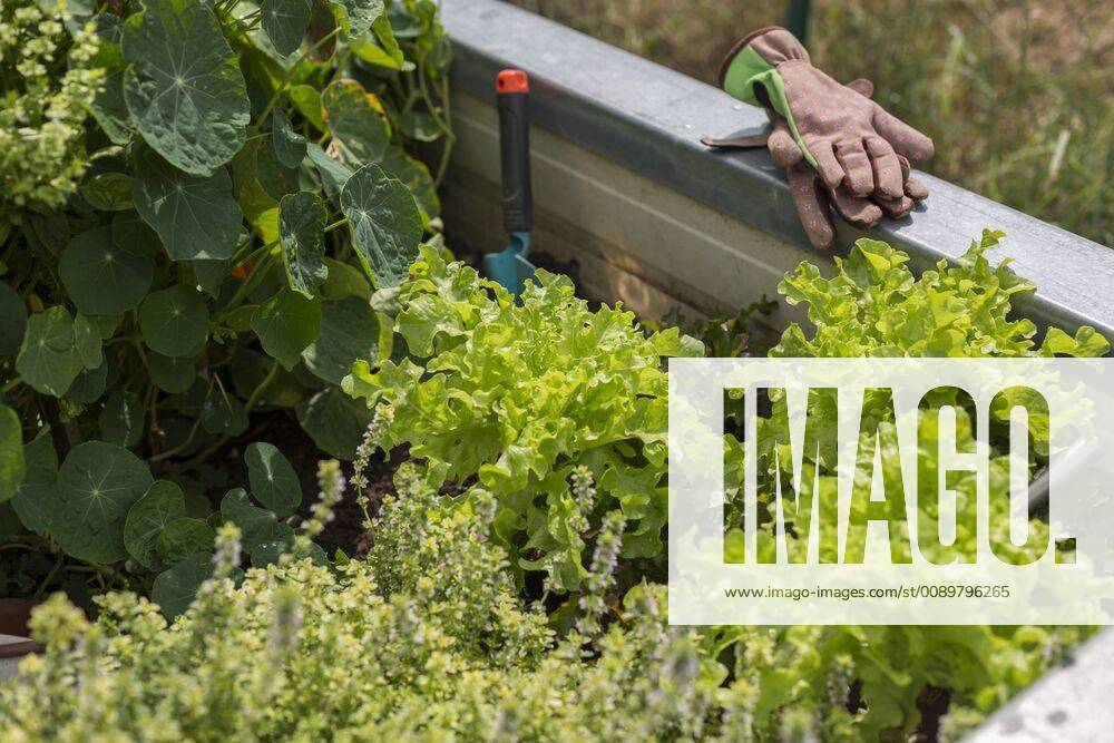 Vegetable growing in raised bed model released Symbolfoto JUNF01451