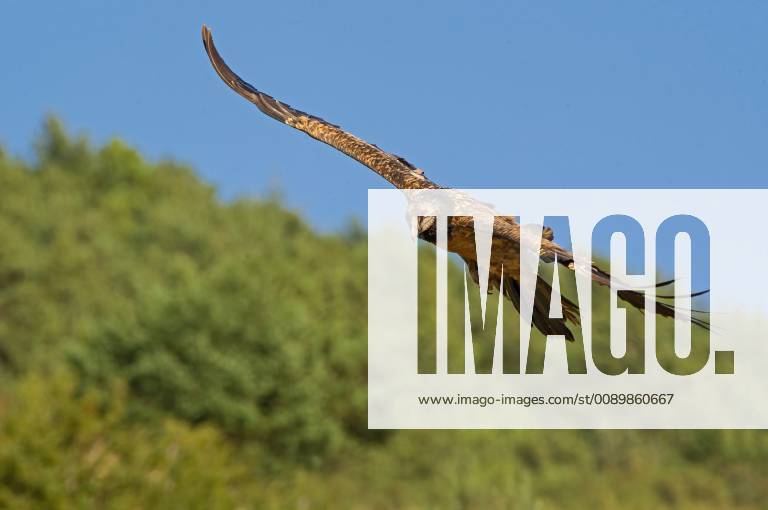 Bartgeier, Bart-Geier, Laemmergeier, Laemmer-Geier (Gypaetus barbatus), im Flug, Italien Lammergeier, Bearded Vulture (Gypaetus barbatus), in flight, Italy BLWS520774