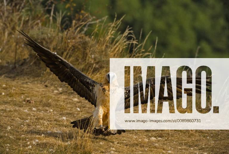 Bartgeier, Bart-Geier, Laemmergeier, Laemmer-Geier (Gypaetus barbatus), landend, Italien Lammergeier, Bearded Vulture (Gypaetus barbatus), landing, Italy BLWS520777