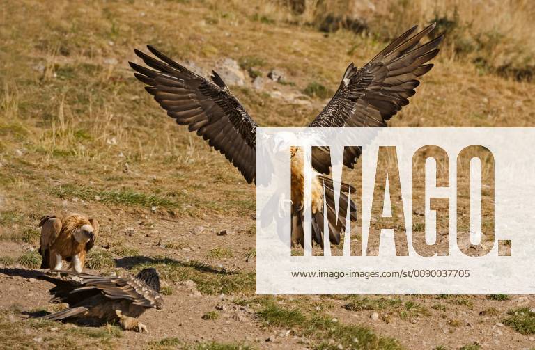 Bartgeier, Bart-Geier, Laemmergeier, Laemmer-Geier (Gypaetus barbatus), im Landeanflug, Italien Lammergeier, Bearded Vulture (Gypaetus barbatus), approach for landing, Italy BLWS520770