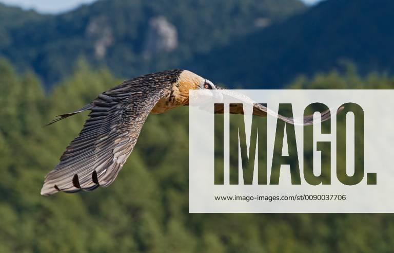 Bartgeier, Bart-Geier, Laemmergeier, Laemmer-Geier (Gypaetus barbatus), fliegend, Seitenansicht, Italien Lammergeier, Bearded Vulture (Gypaetus barbatus), flying, side view, Italy BLWS520780
