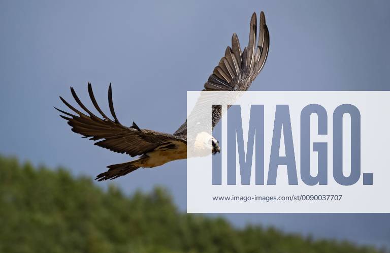 Bartgeier, Bart-Geier, Laemmergeier, Laemmer-Geier (Gypaetus barbatus), fliegend, Seitenansicht, Italien Lammergeier, Bearded Vulture (Gypaetus barbatus), flying, side view, Italy BLWS520783