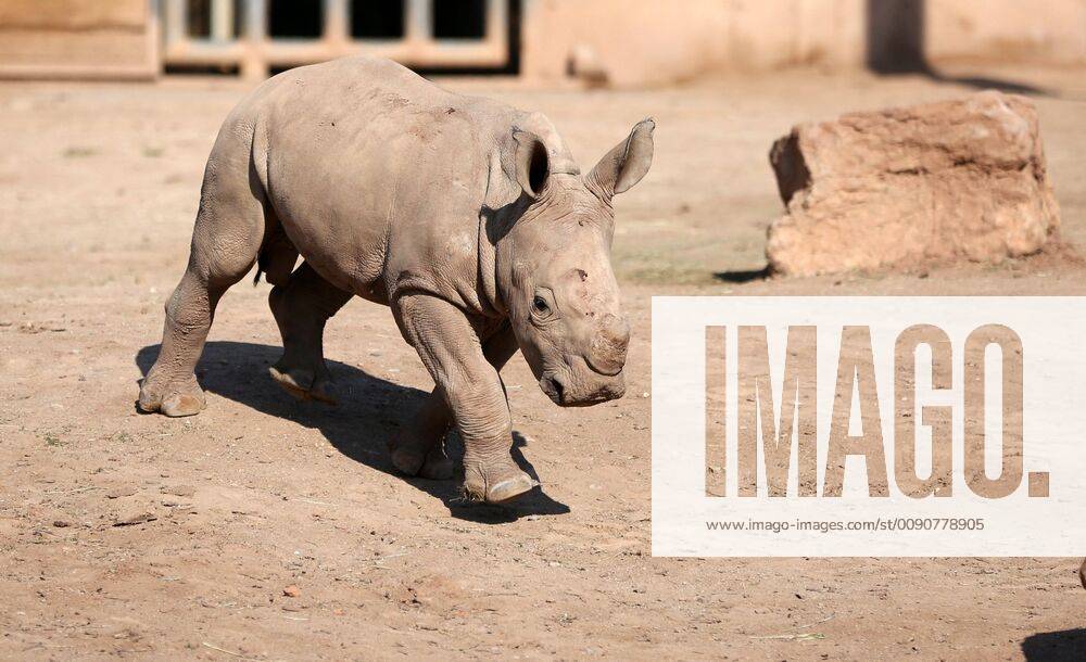 Thüringer Zoo 16.04.2019, Erfurt ,Thüringer Zoopark , Südliches Breitmaulnashorn, Kiano ist im Dezember 2018 geboren, nun erkundet er das Freigehege, es gibt viel zu entdecken, allerdings darf Mama Marcita nicht allzu weit weg sein