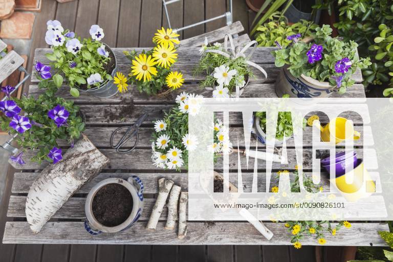 Different summer flowers and gardening tools on garden table property released GWF05773