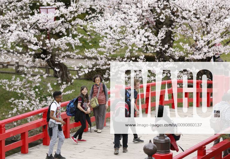 Cherry blossoms in Japan Cherry blossoms are in full bloom at Hirosaki Park in Hirosaki, Aomori Prefecture, northeastern Japan, on April 23, 2019.